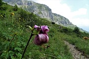 92 Sul sent. 222 (basso) del Sentiero dei fiorii, giglio martagone